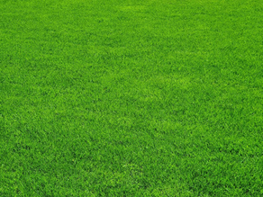 Professional Yard Ninjas technician applying eco-friendly dog waste deodorizer to a backyard in Toledo, Ohio, to eliminate pet odors at the source.