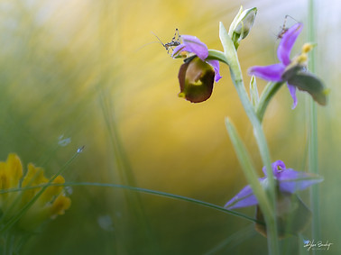 orchidée