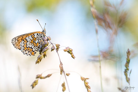 Mélitée du plantain - Melitaea cinxia_FB (6).jpg