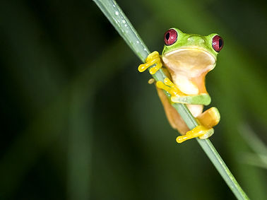 Agalychnis callidryas, la rainette aux yeux rouges