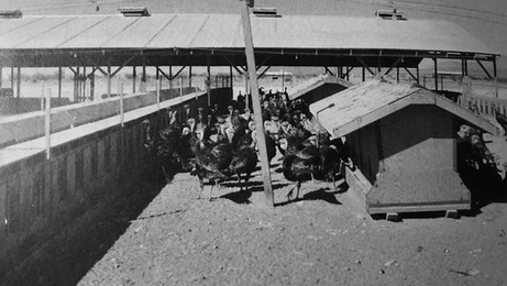 El granjero de pavos de Antelope Valley: Victor Ryckebosch