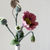 Thumbnail: Mulberry mouse in the poppies