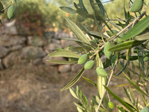 Koroneiki : une variété d’olive d’exception reconnue par l’Union européenne