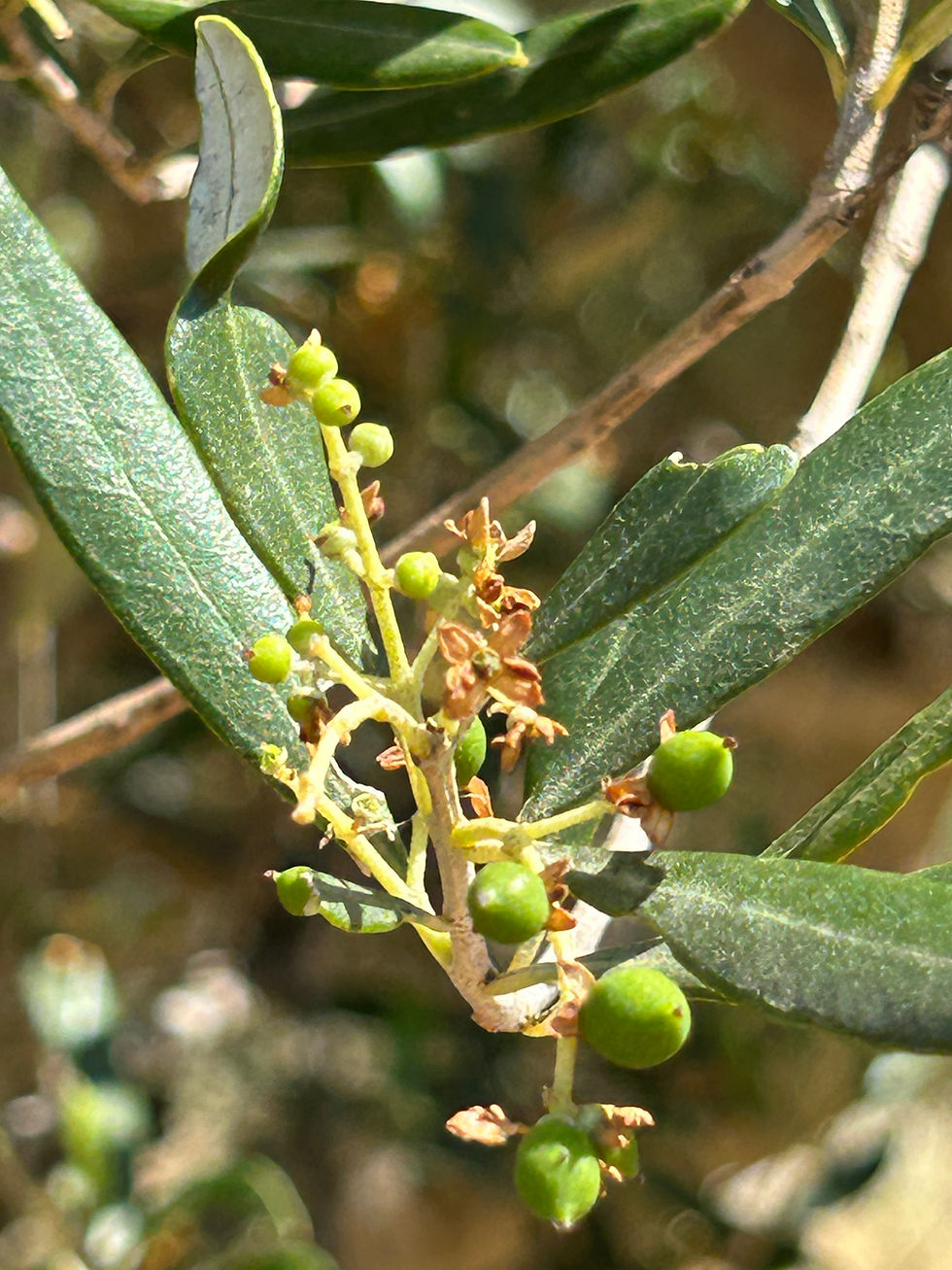Stade BBCH 72 : Nouaison réussie, fruits bien individualisés, taille 3-5 mm