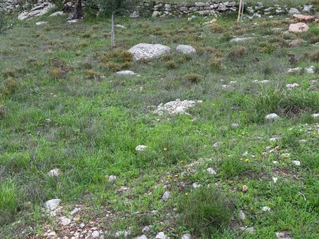 🌱 Deuxième étape – Plantation réalisée - 🌱 Phase 2 – Planting Complete