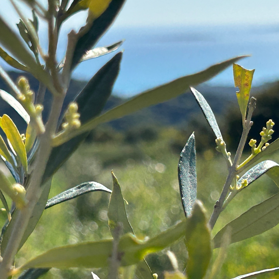 🌿 Avril dans les oliviers : le stade BBCH 55–57, moment décisif pour la récolte en octobre