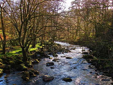 Contaminated land risk assessment - A river edged by trees