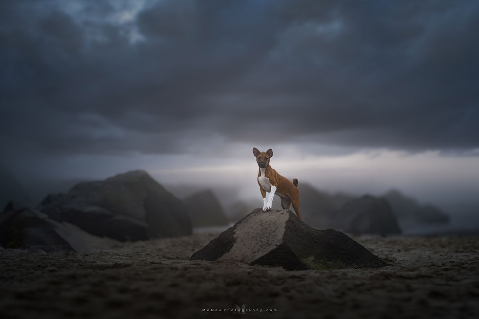 Hond op het strand zonsondergang