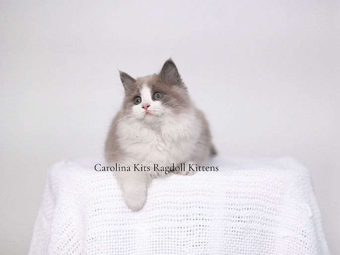 Carolina Kits Ragdoll Kittns.jpg