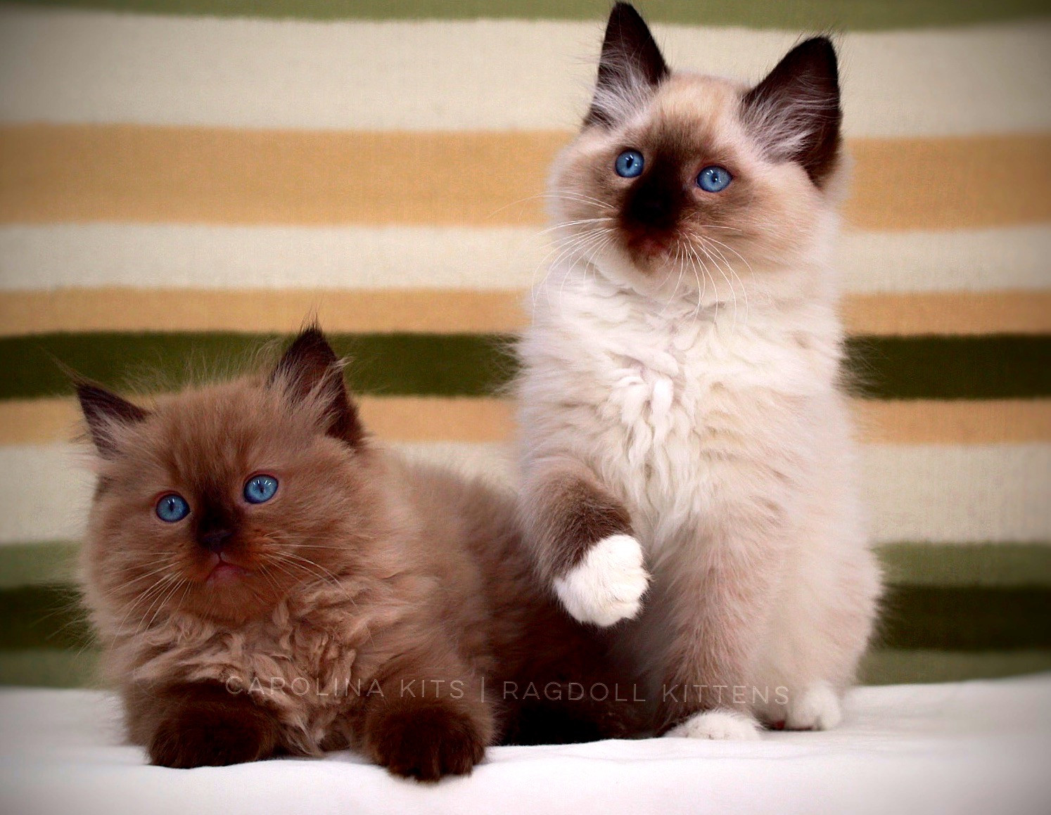 RAGDOLL KITTENS FOR SALE Carolina Kits North Carolina