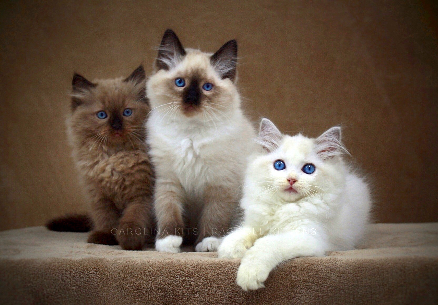 Carolina Kits Ragdoll Kittens For Sale Boone, NC