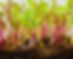 fullsizeoutput_2e8f.jpeg
