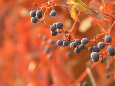 SEPTEMBER UPDATES and EVENTS