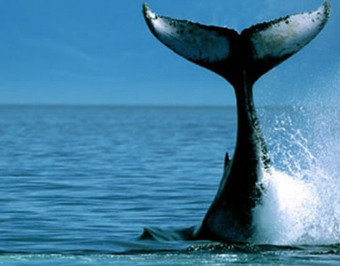 whale-tail-590a.jpg