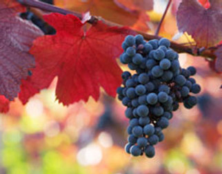 wine-routes-01.jpg