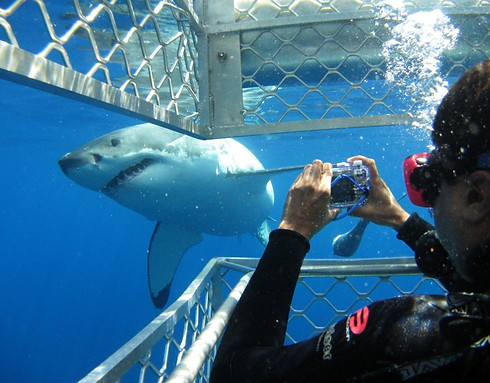 Shark cage diving Mossel Bay.jpg