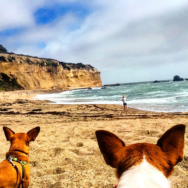 Boston Dogs Love to Walk!