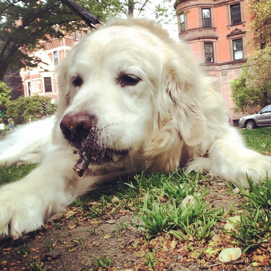 Boston Dogs Love to Walk!