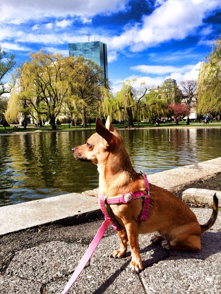 Boston Dogs Love to Walk!