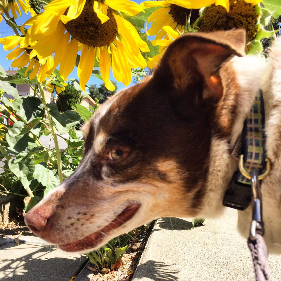 Boston Dogs Love to Walk!