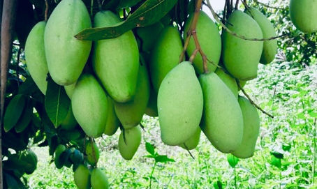 The taste of unripe Mango in Spring season