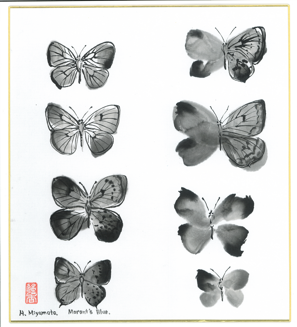 Sumi ink painting of six Morant’s Blue butterflies by Haruka Miyamoto on gold-edged shikishi board