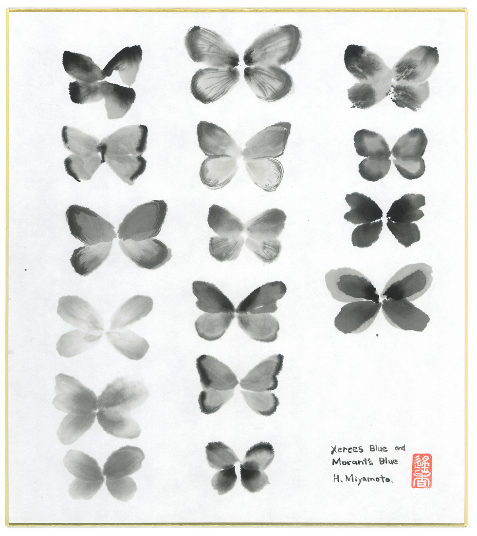 Ink painting of extinct butterflies Xerces Blue and Morant’s Blue by Haruka Miyamoto on Japanese shikishi board