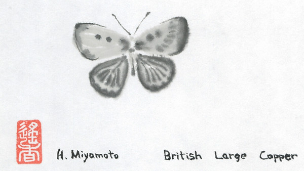Sumi-e, ink painting, of a British Large Copper butterfly with stamp and signature of the Japanese artist Haruka Miyamoto.