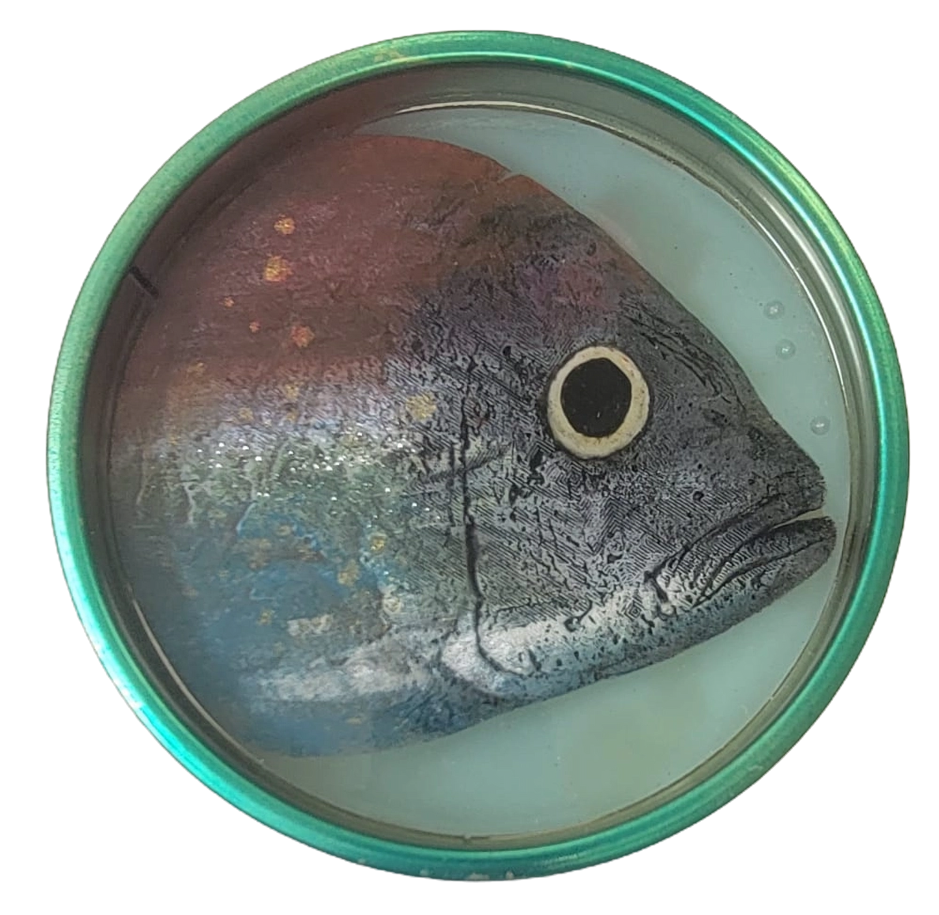 Circular resin artwork by Ortaire de Coupigny featuring a large painted fish head, titled Full Face