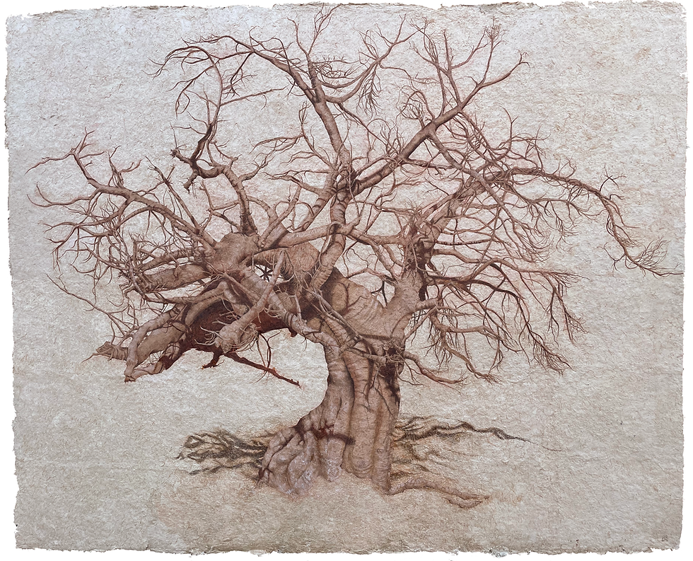 Baobab Praxou.psd.png