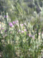 IMG_7348_edited_edited_edited