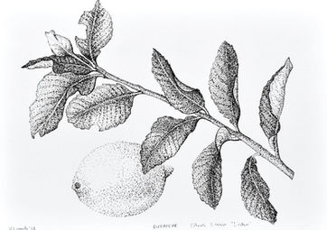 pointilism style pen drawing of lemons on a branch