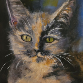 Marble the Cat - Close Up