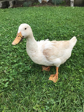 WhatsApp Image 2024-06-28 at 14.58.54 (1).jpeg