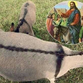 A donkey and colt featuring a distinctive dark cross marking on its back. Inset is an illustration depicting Jesus on a donkey during His Triumphal Entry into Jerusalem