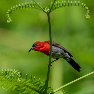 Crimson Sunbird