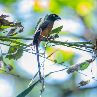 Andaman Treepie
