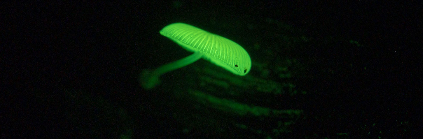 Glowing mushroom