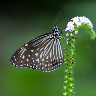 Grey Glassy Tiger