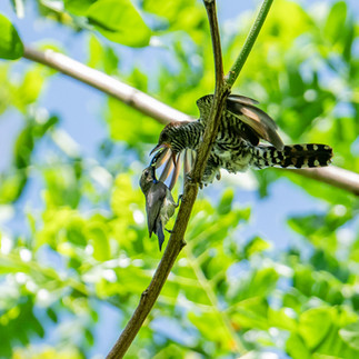 Violet Cuckoo