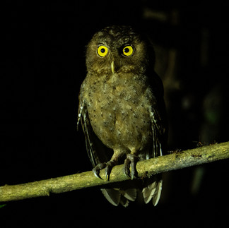 Andaman Scops Owl