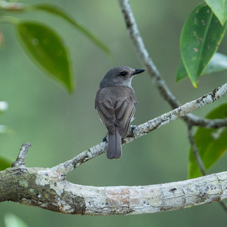 Mangrove Whistler