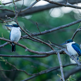 Collared Kingfisher