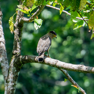 Nicobar Serpent Eagle