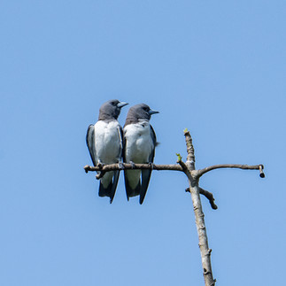 White-breasted Woodswallow