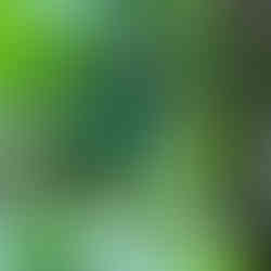 Nicobar Hooded Pitta