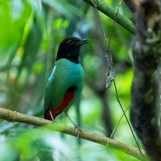 Nicobar Hooded Pitta