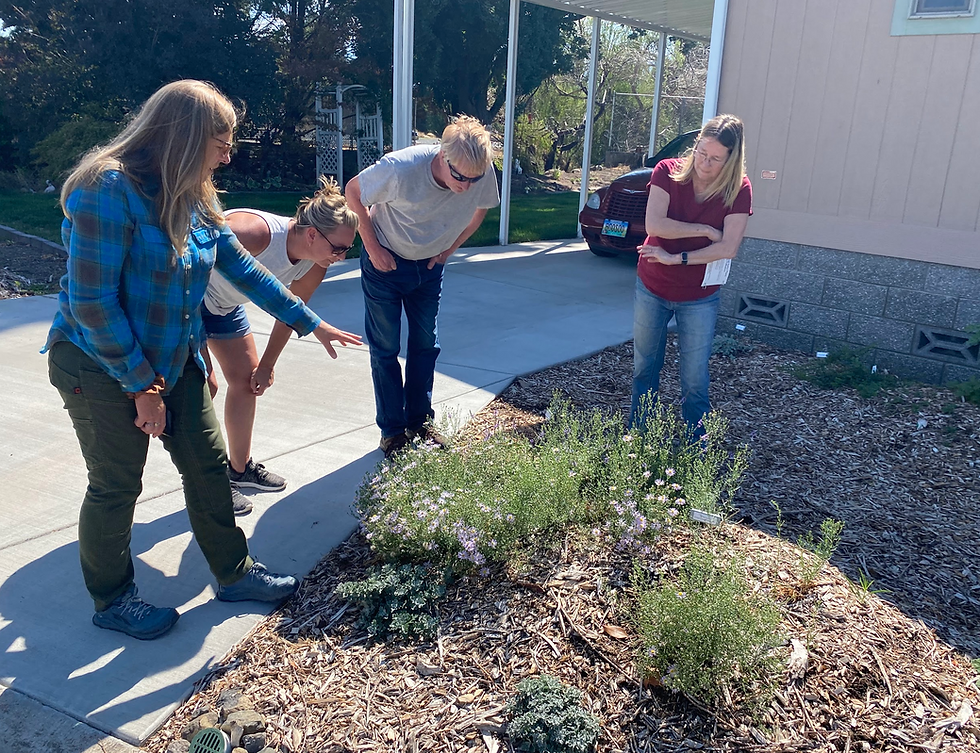 Tiina Beaver and Vanessa Henson showing Steve and Lisa all the tiny bees on the aster, September 2023, 3.5 months after the garden was planted.