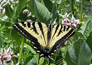 Tiger Swallowtail on Milkweed_edited.jpg