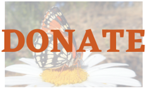 donate button (1).png